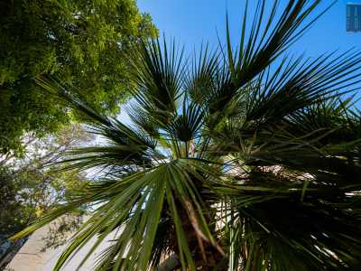 Un luogo sorprendentemente rigoglioso dove tra palme...